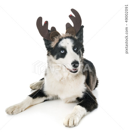 young Yakutian Laika 49002091