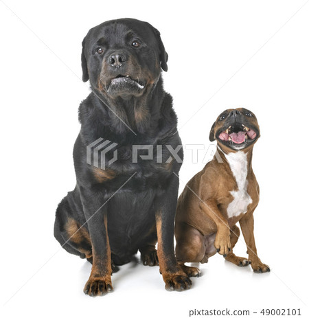 staffordshire bull terrier and rottweiler staffordshire bull terrier and rottweiler 49002101