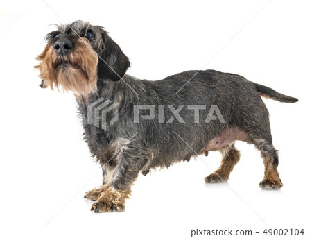 senior dachshund in studio senior dachshund in studio 49002104
