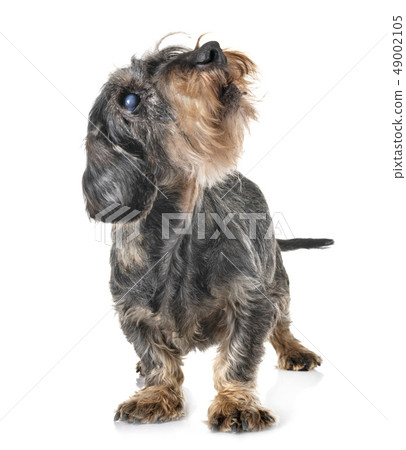 senior dachshund in studio senior dachshund in studio 49002105