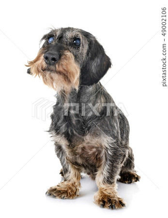senior dachshund in studio senior dachshund in studio 49002106