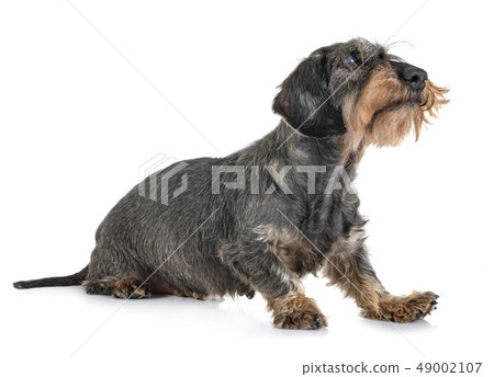 senior dachshund in studio 49002107