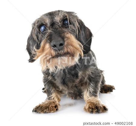 senior dachshund in studio senior dachshund in studio 49002108
