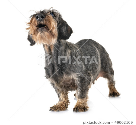 senior dachshund in studio senior dachshund in studio 49002109