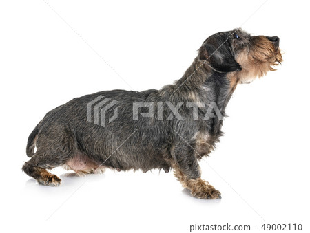 senior dachshund in studio senior dachshund in studio 49002110