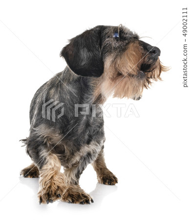 senior dachshund in studio 49002111