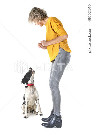 brittany dog and woman in studio brittany dog and woman in studio 49002140