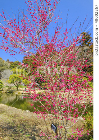 Kagoshima red (vertical) Kagoshima red (vertical) 49002867