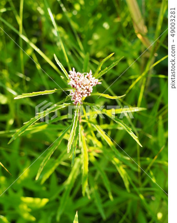 Red-tailed oyster 49003281