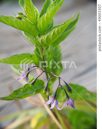 Omarubanohoshi 49003307