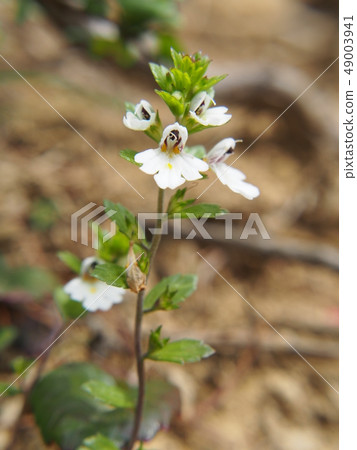 Hosooba kogoegusa 49003941