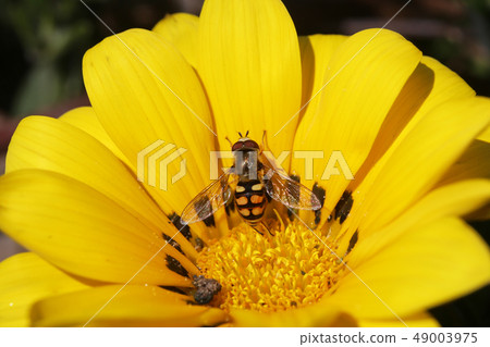 Futahoshi Hiratabu和鮮花 Futahoshi Hiratabu和鮮花 49003975