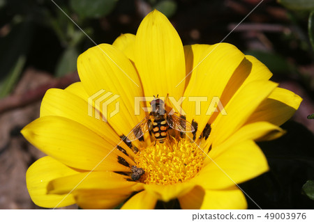 Futahoshi Hiratabu和鮮花 49003976