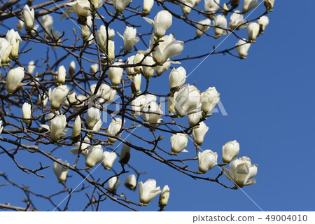 木蘭花在一個自然公園 木蘭花在一個自然公園 49004010