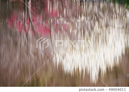 木蘭花在一個自然公園 木蘭花在一個自然公園 49004011