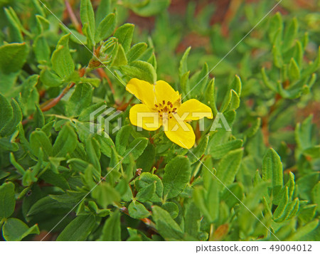 Kinrobai Kinrobai 49004012