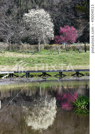 木蘭花在一個自然公園 木蘭花在一個自然公園 49004013