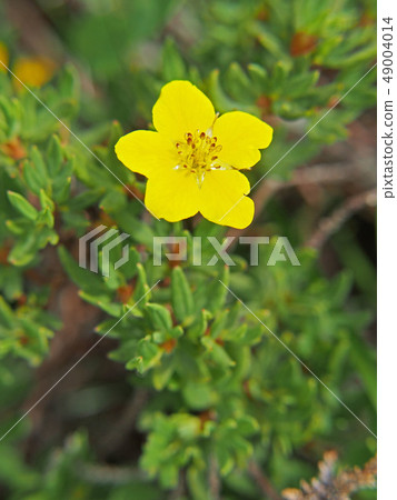 Kinrobai Kinrobai 49004014
