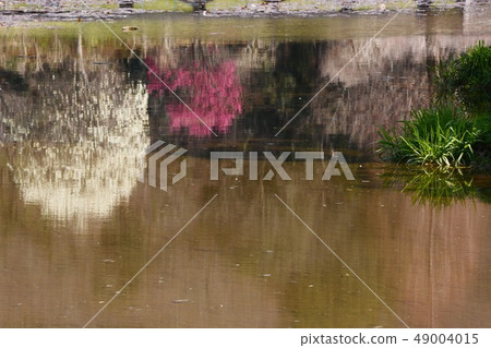 木蘭花在一個自然公園 木蘭花在一個自然公園 49004015