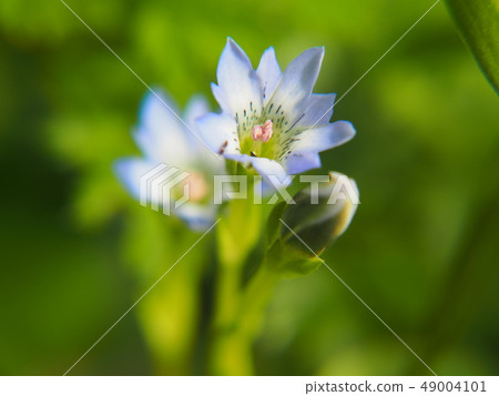 Tateyama Gentian 49004101
