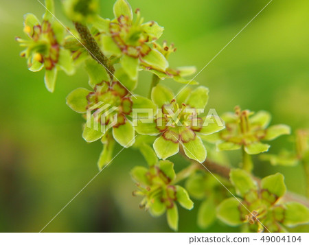 Takane noodles 49004104