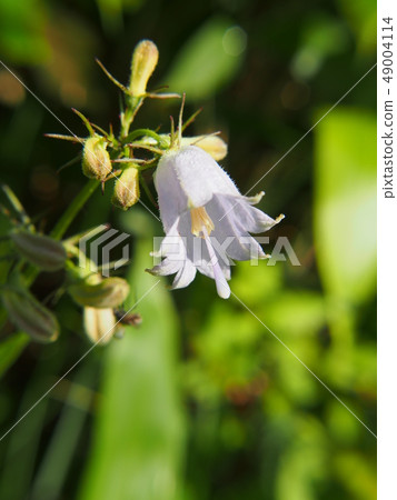 Adenophortriphylla Adenophortriphylla 49004114