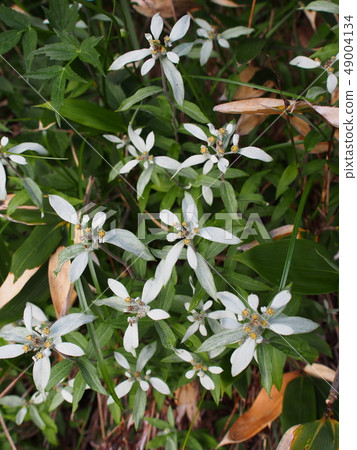 Minew ews Minew ews 49004134