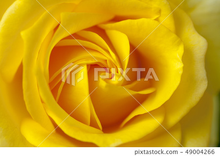 Roses Roses 49004266