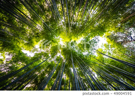 Beautiful landscape of bamboo grove in the forest at Arashiyama kyoto 49004591