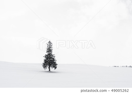 Beautiful outdoor nature landscape with alone christmass tree in snow winter weather season Beautiful outdoor nature landscape with alone christmass tree in snow winter weather season 49005262