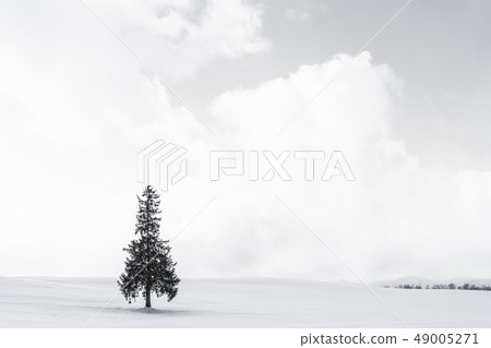 Beautiful outdoor nature landscape with alone christmass tree in snow winter weather season Beautiful outdoor nature landscape with alone christmass tree in snow winter weather season 49005271