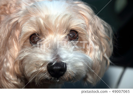 Mix Dog Hybrid Mix Maltese x Poodle 49007065