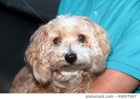 Mix Dog Hybrid Mix Maltese x Poodle 49007067