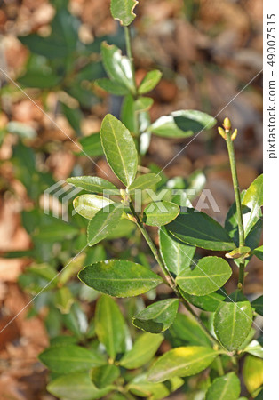 Tree: Tsurumasaki Nishikishiki family 49007515