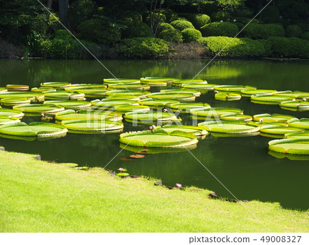 Great sea bass in sea hell 49008327