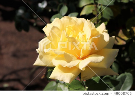 Roses Athene Otome Amatsu Otome 49008705