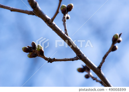 Puffy cherry blossoms sky background b strong shadow 49008899