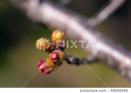 Colored cherry moth greenish background 49008946