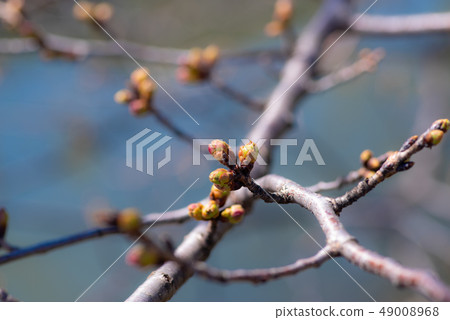 Colored cherry salmon bluish background a 49008968