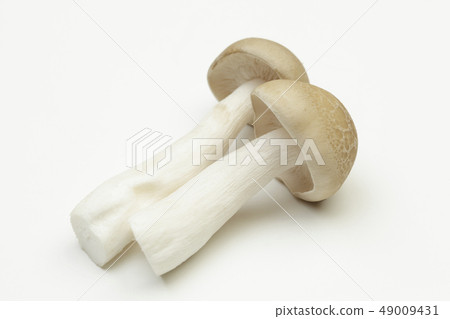 Beech Shimeji 49009431