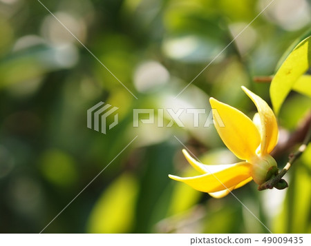 yellow aroma flower of large creeping plant yellow aroma flower of large creeping plant 49009435