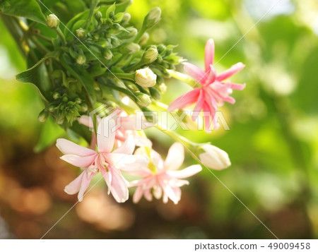 Chinese honey Suckle flower, Rangoon creeper 49009458