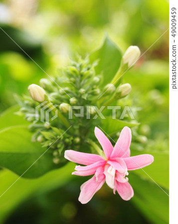 Chinese honey Suckle flower, Rangoon creeper Chinese honey Suckle flower, Rangoon creeper 49009459