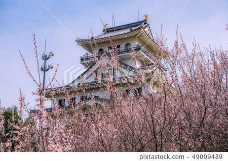 A castle in the sky in Tottori Prefecture Kawara Castle where plum trees are in full bloom Official name Maruyama Castle 49009489