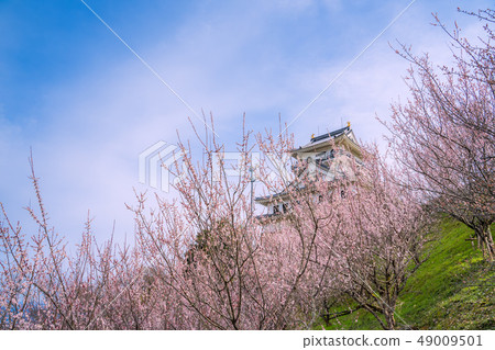 鳥取縣的天空中的城堡Kawara城堡盛開的梅花樹正式名稱丸山城堡 鳥取縣的天空中的城堡Kawara城堡盛開的梅花樹正式名稱丸山城堡 49009501