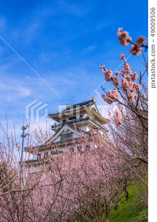 A castle in the sky in Tottori Prefecture Kawara Castle where plum trees are in full bloom Official name Maruyama Castle 49009506