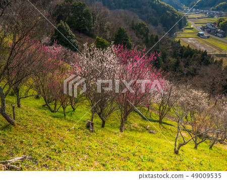 A castle in the sky in Tottori Prefecture Kawara Castle where plum trees are in full bloom Official name Maruyama Castle A castle in the sky in Tottori Prefecture Kawara Castle where plum trees are in full bloom Official name Maruyama Castle 49009535
