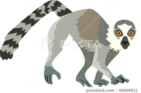 Wolverine lemur Wolverine lemur 49009912