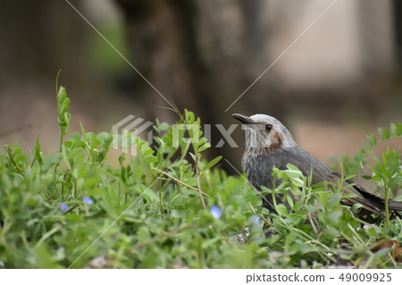 Cute bird white-tailed chicks (152) 49009925