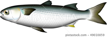 Bora illustration (vector EPS) 49010859